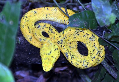 Eyelash Viper, yellow, La Selva.jpg