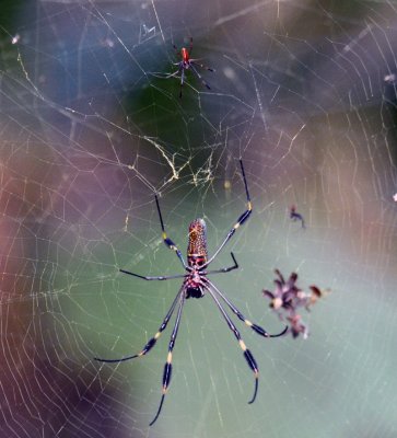 Golden Orb Spider female with small male above.jpg