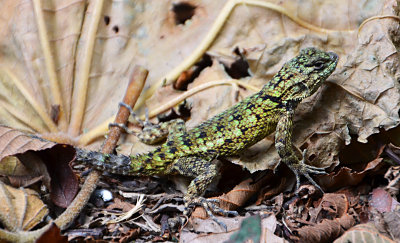 Green Spiny Lizard (2).jpg
