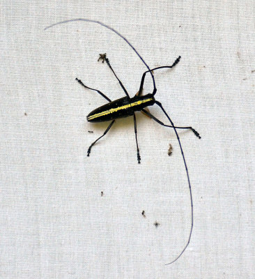 Insect, La Selva.jpg