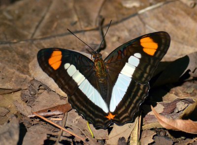 Silver Emperor Butterfly, La Selva.jpg