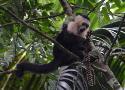 White-faced Monkey and baby, La Selva, eating Welfia palm fruit.jpg