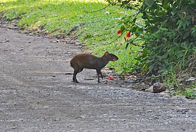 Agouti.jpg