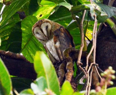 Barn owl.jpg