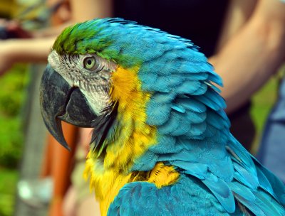 Blue and yellow parrot.jpg