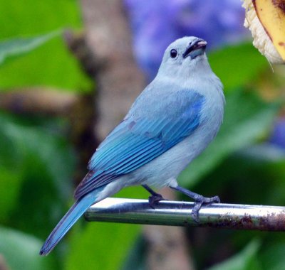 Blue-gray tanager.jpg