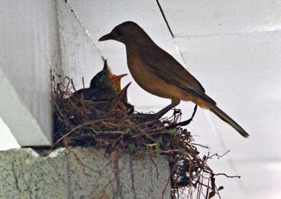 Clay-coloured robin and chicks.jpg