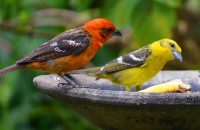 Flame-coloured tanager male and female.jpg