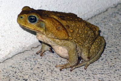 Giant toad (Bufo marinus).jpg