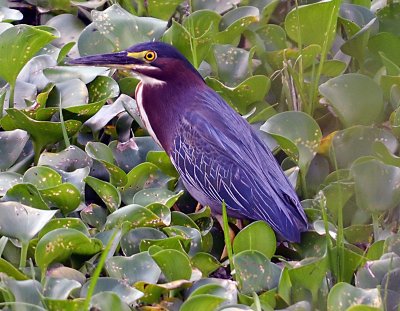 Green heron.jpg