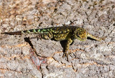 Green spiny lizard.jpg