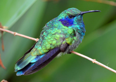 Green violet ear hummingbird.jpg
