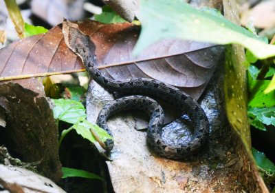 Hog-nosed viper - juvenile.jpg