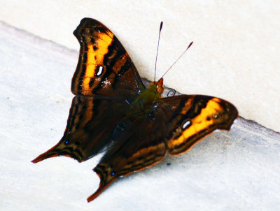 Hypanartia butterfly.jpg