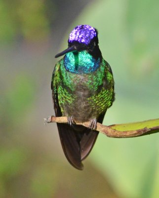 Magnificant hummingbird.jpg