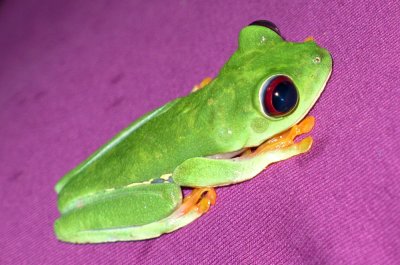 Red-eyed tree frog.jpg