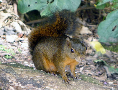 Red-tailed squirrel.jpg
