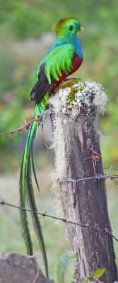 Resplendant quetzal 1.jpg
