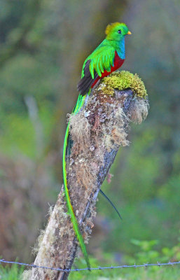 Resplendant quetzal 3.jpg