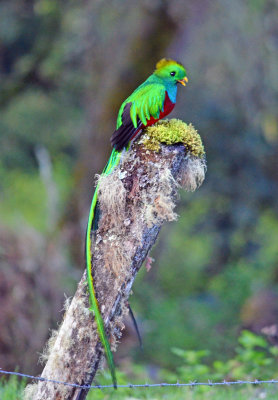Resplendant quetzal 4.jpg