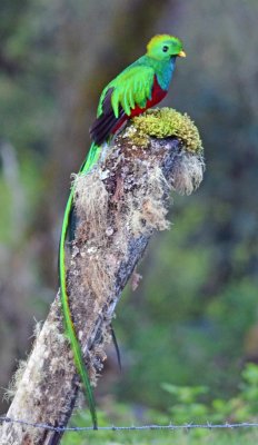 Resplendant quetzal 5.jpg