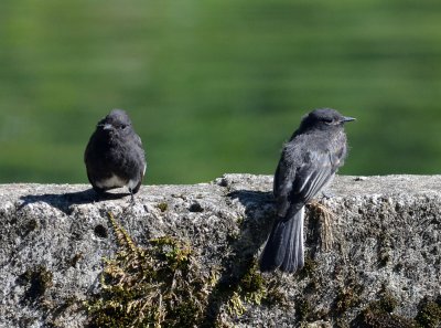 Black Phoebe.jpg