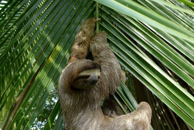 Three-toed sloth.jpg