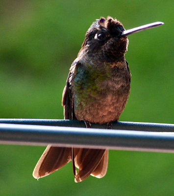 Unidentified hummingbird.jpg