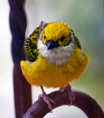 Silver-throated tanager.jpg