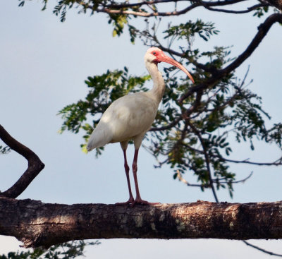 White ibis.jpg