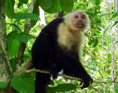 Wite faced capuchin monkey.jpg