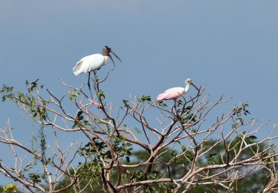 Wood stork and Roseate spoonbill.jpg