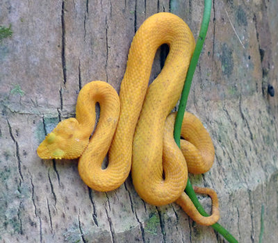 Yellow eyelash viper on palm tree.jpg