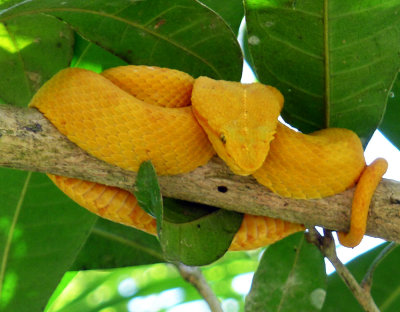 Yellow eyelash viper.jpg