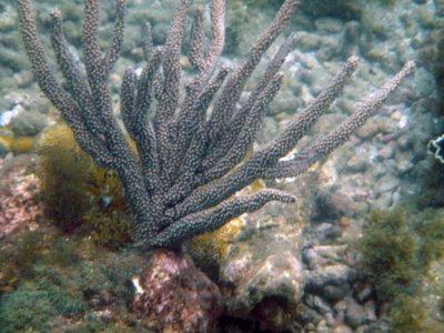 Black sea rod (Plexaura) Gorgonian.jpg