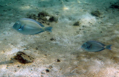 Blue tang.jpg