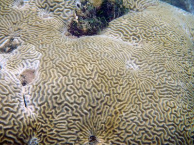 Brain coral (Diploria).jpg