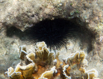Diadema sea urchin.jpg