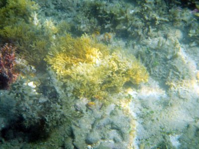 Dictyota (a brown seaweed).jpg
