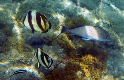 Four banded butterflyfish.jpg