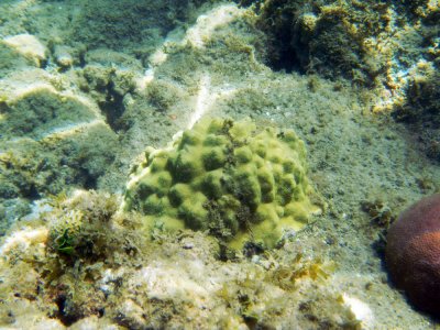 Mustard hill coral.jpg