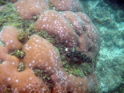 Smooth starlet coral (Siderastrea).jpg