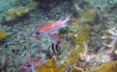 Squirrelfish and Banded butterflyfish.jpg