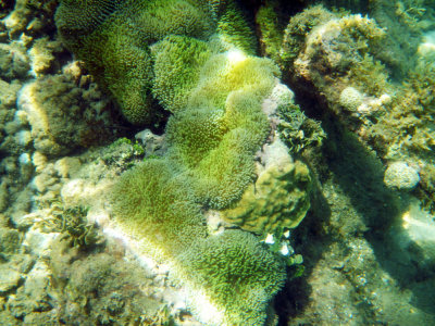 Costa Rica Field Course 2012 Cahuita Reef