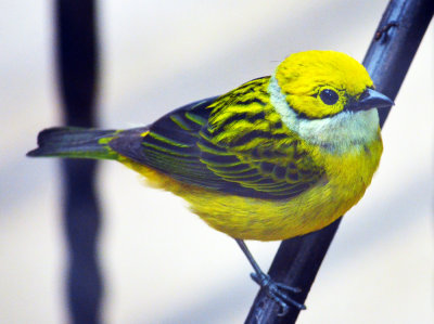 Silver-throated tanager.jpg