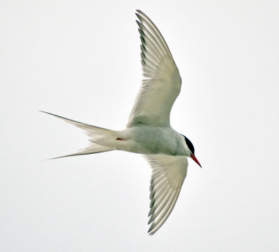 Arctic tern1.jpg