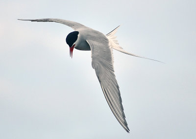Arctic tern2.jpg