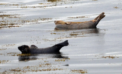 Basking seals, Pierowall.jpg