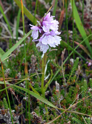 Common spotted orchid.jpg