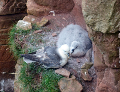 Fulmar and chick.jpg